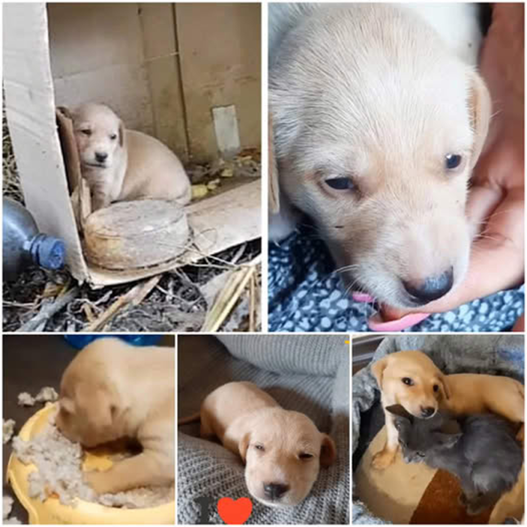 A tiny puppy was abandoned, too young to cry, helplessly searching for her mother’s warmth and milk.dvh