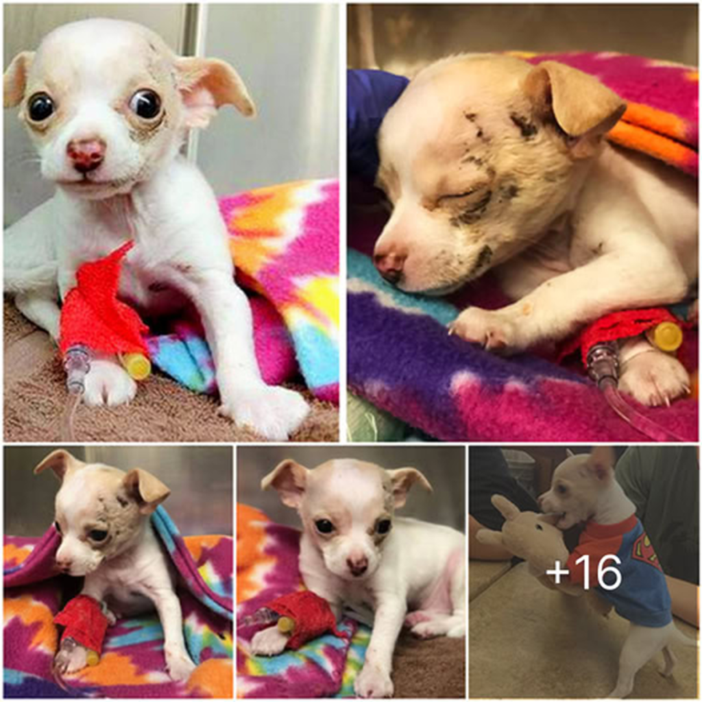 A tiny stray Chihuahua puppy seemingly appears out of nowhere, embarking on a courageous fight for survival.dvh