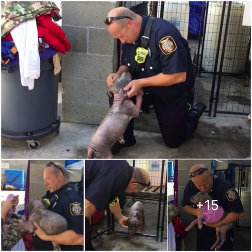 A touching moment unfolds as a firefighter tenderly holds the rescued puppy in his arms, showcasing the true spirit of compassion and heroism-pvth