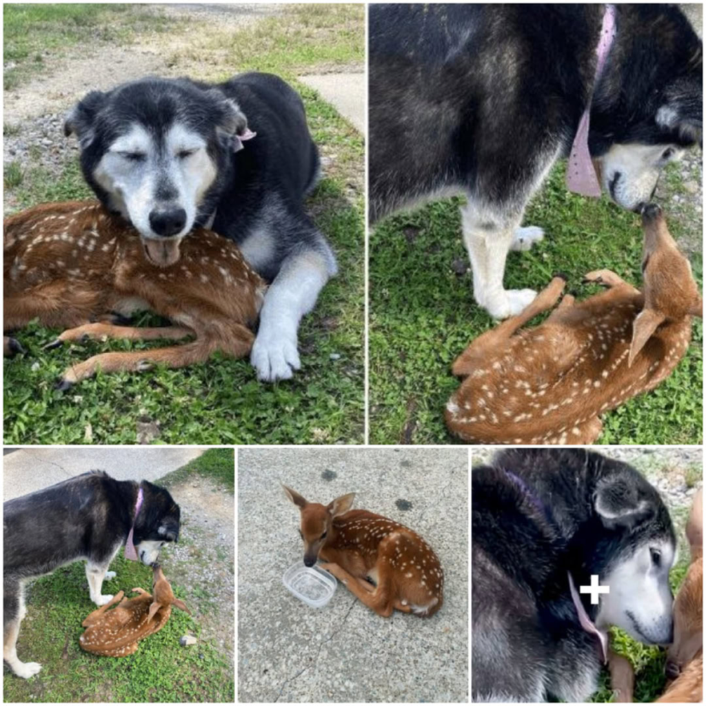 A touching scene unfolds as a kind-hearted dog tenderly comforts a sick baby deer discovered on its owner's ranch-pvth