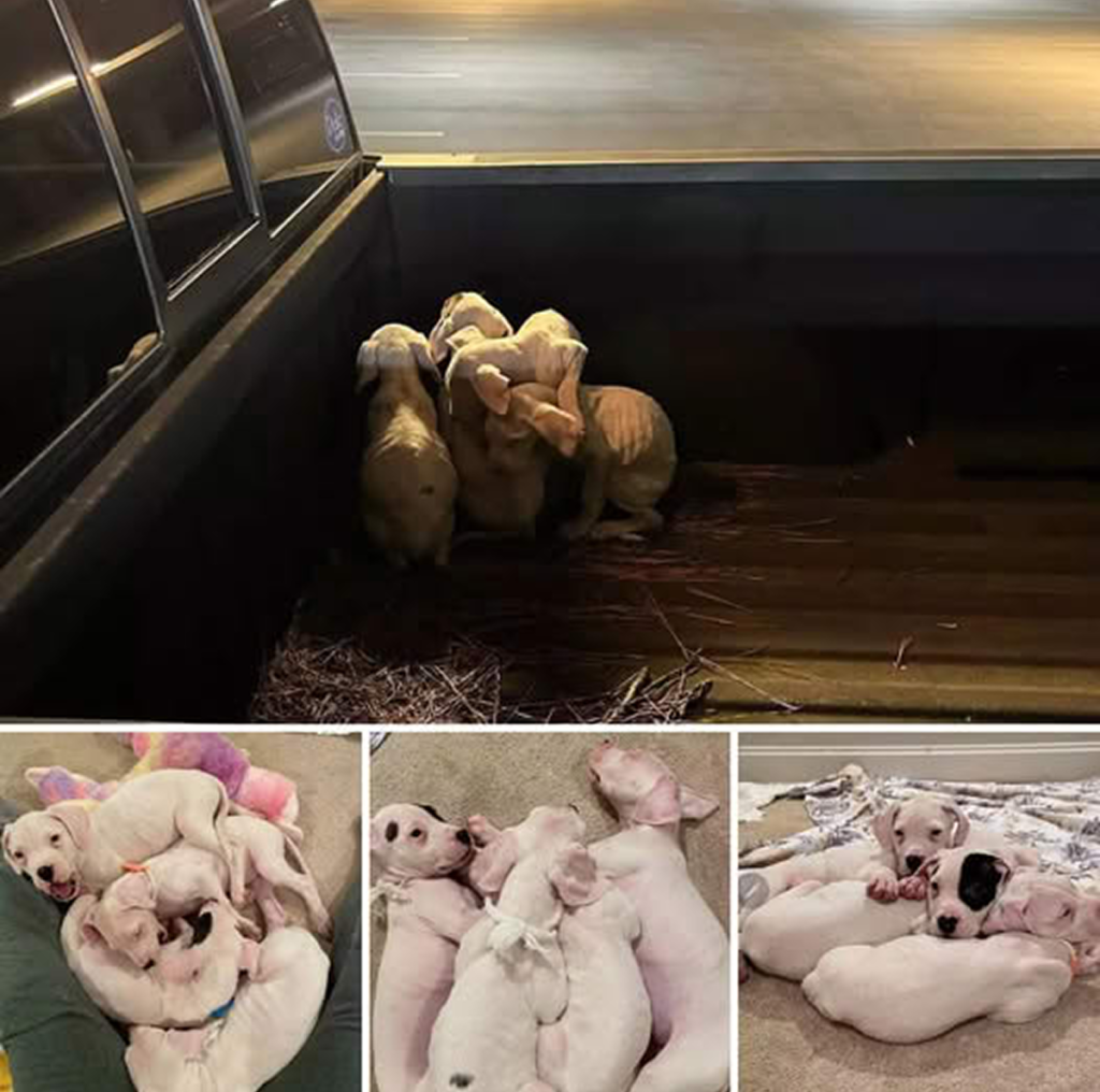 A trip to the gym turned into a rescue mission! A kindhearted Georgia man saves four starving puppies he found cuddled up in his truck!dvh