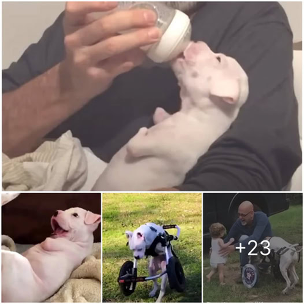 A two-legged dog is deeply moved as he tenderly meets his precious foster puppies for the very first time. -dtht