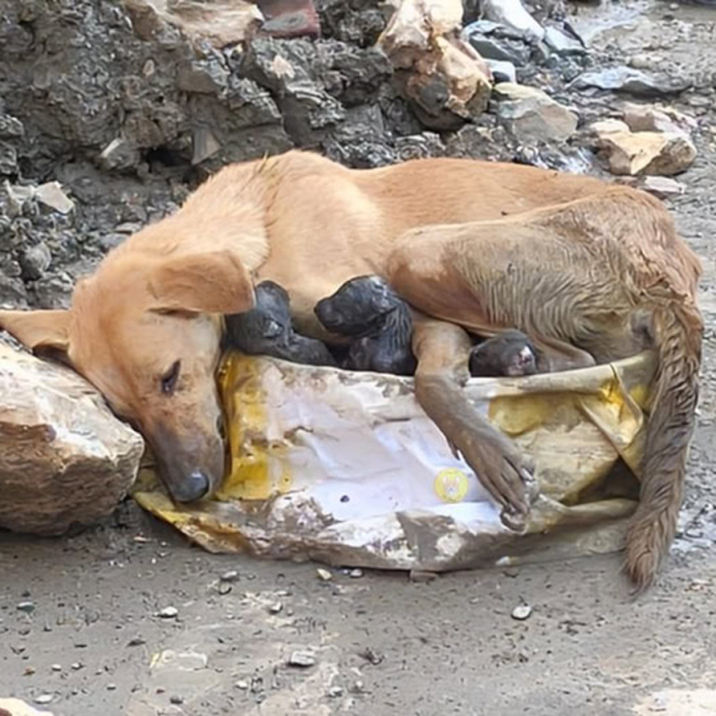 A weary mother dog, standing on shaky legs, clings to her puppies in a heartfelt moment of love and devotion.dvhth