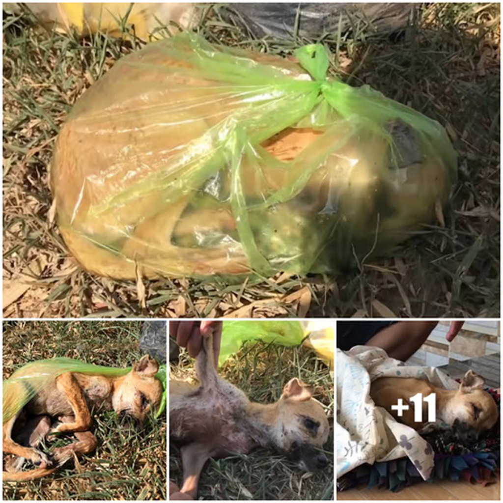 A wounded dog collapses in the middle of the road, unable to stand, its eyes filled with hope for a kind soul to rescue it!dvh