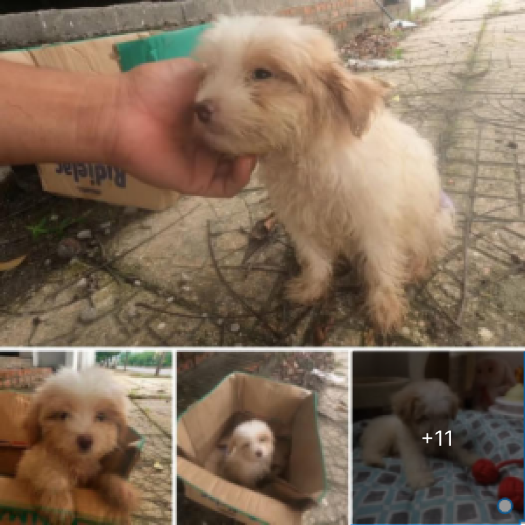 Abandoned in a cardboard box, the dog fights valiantly against the odds, searching for hope in a world that appears to have turned its back on him -dtht