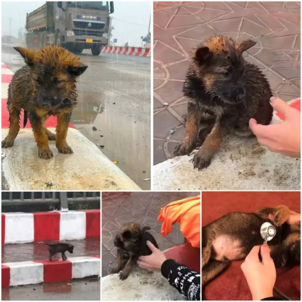 Abandoned on the highway in the icy rain, a helpless puppy cries for help, longing for warmth and security -ltbl