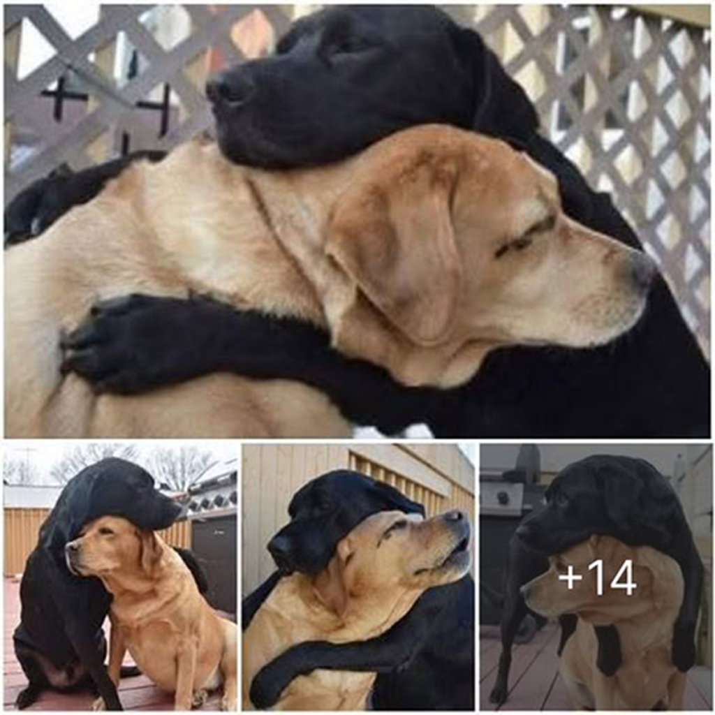 After being separated for eight long months, two stray dogs reunite in a heartfelt embrace, showing that true friendship never disappears.dvh