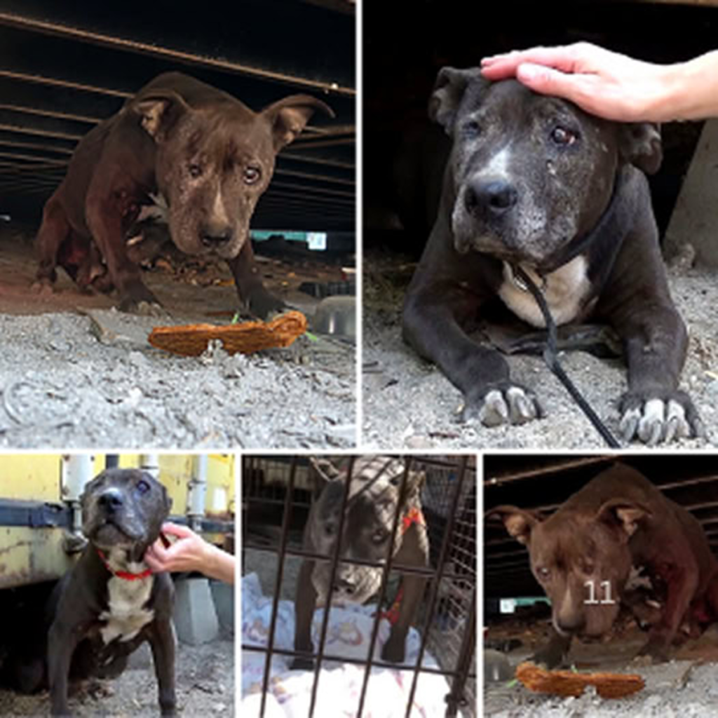 After nearly a decade of neglect and decline, a forsaken dog discovers a ray of hope in her final days, offering a much-needed flicker of positivity in the midst of the gloom. ‎-dtht