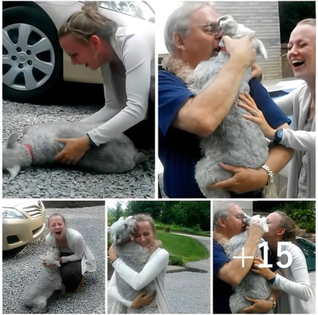 After two years apart, a puppy collapses with sheer joy upon reuniting with its owner, overcome by love and the strength of their unbreakable bond -ltbl