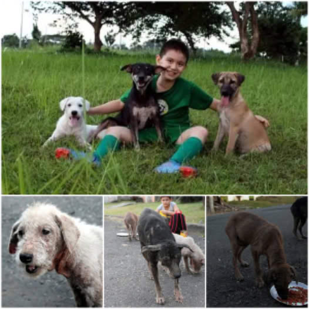An Elderly Dog Saved from a Life of Loneliness and Despair on the Streets.dvh