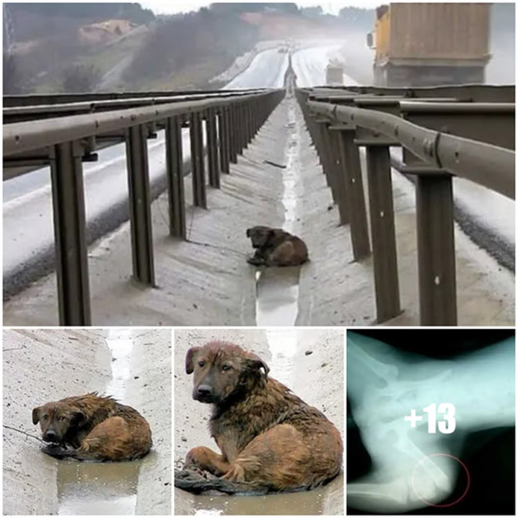 An injured dog with broken legs lies helpless in the middle of the road, hoping for a miracle!dvh