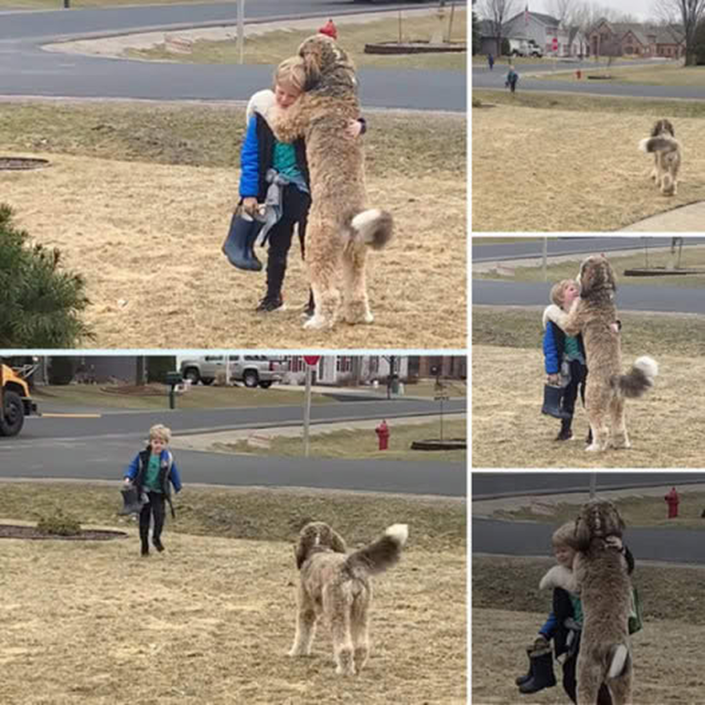 As the school bus pulls up, a cheerful dog eagerly awaits, ready to greet every passenger with wagging tails and affectionate hugs. -dtht