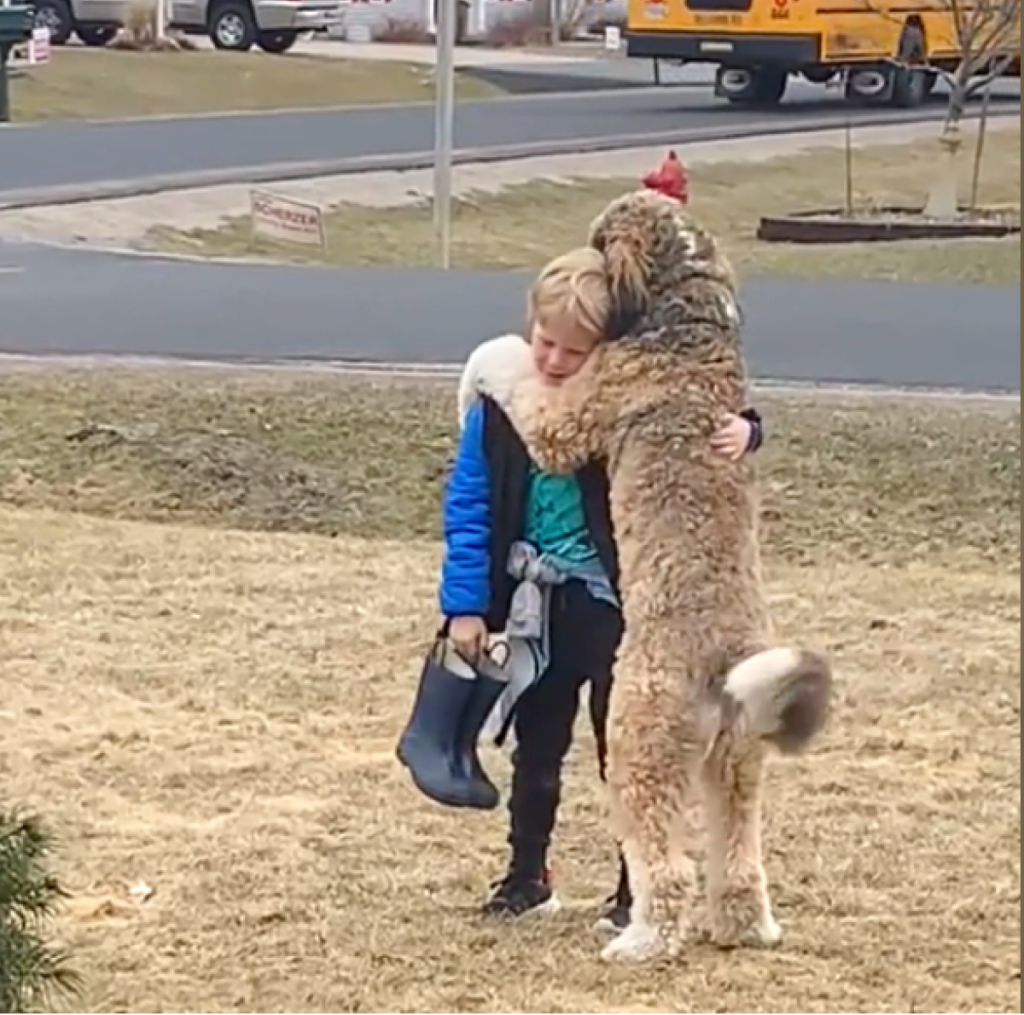 As the school bus pulls up, an enthusiastic dog eagerly waits, ready to greet everyone with loving hugs and warm welcomes -ltbl