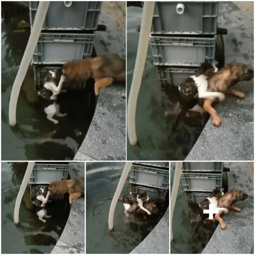 Brave Dog Dives Into Rushing Waters to Rescue a Drowning Kitten-pvth