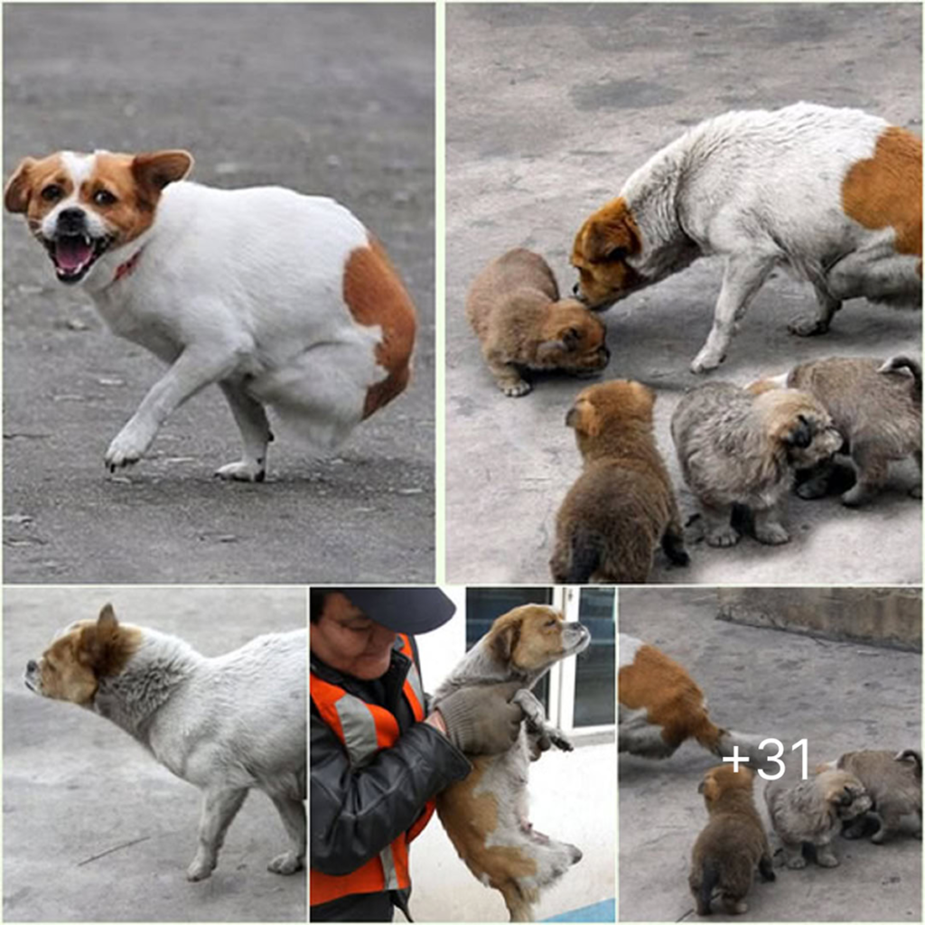 Despite losing both legs in a tragic train accident and being abandoned, a brave mother dog refuses to give up, tirelessly caring for her four precious puppies-pvth