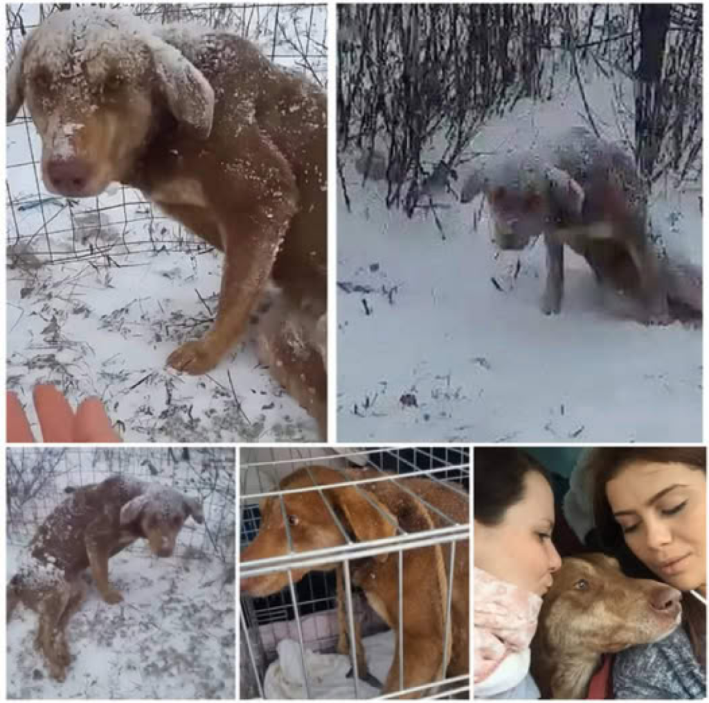 Frightened and exhausted, she fights to make her way through the snow, desperately escaping from people, overwhelmed by fear and fatigue -ltbl