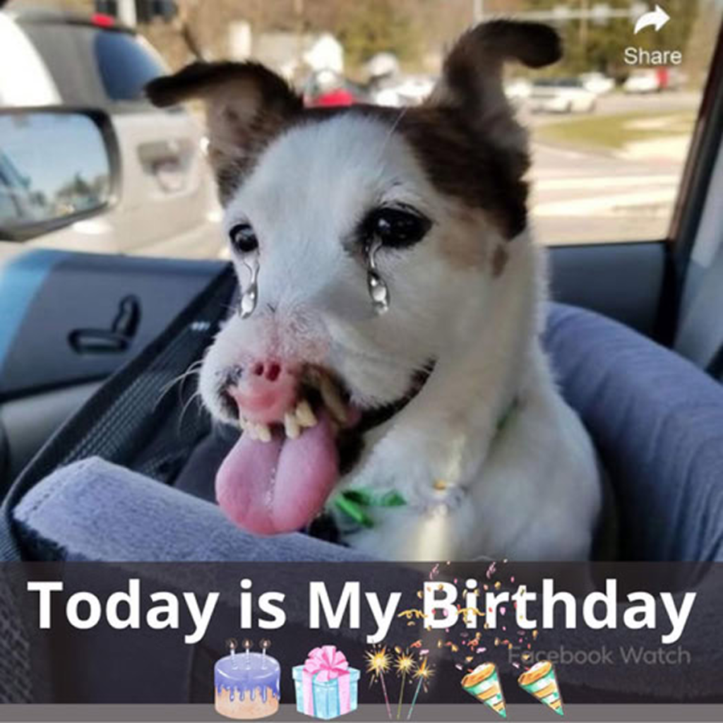 🎉 Happy birthday to me! 🎂 I’m overjoyed because I’ve just received help and am now heading to my new owner’s house. I can’t wait to begin this exciting new chapter and find love and happiness in my new home.dvh