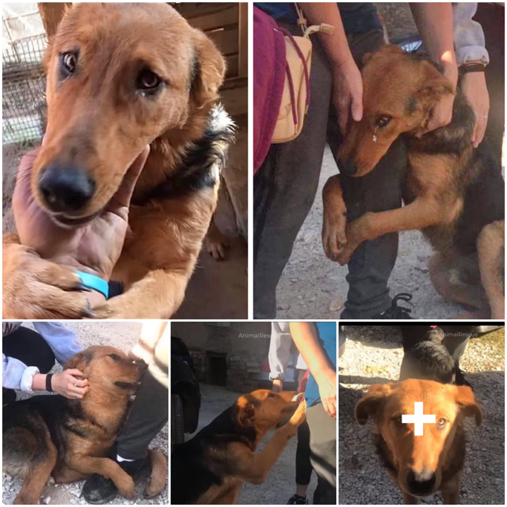 He pleaded with every stranger who stopped to pet him on the street, silently begging them not to leave him behind-pvth