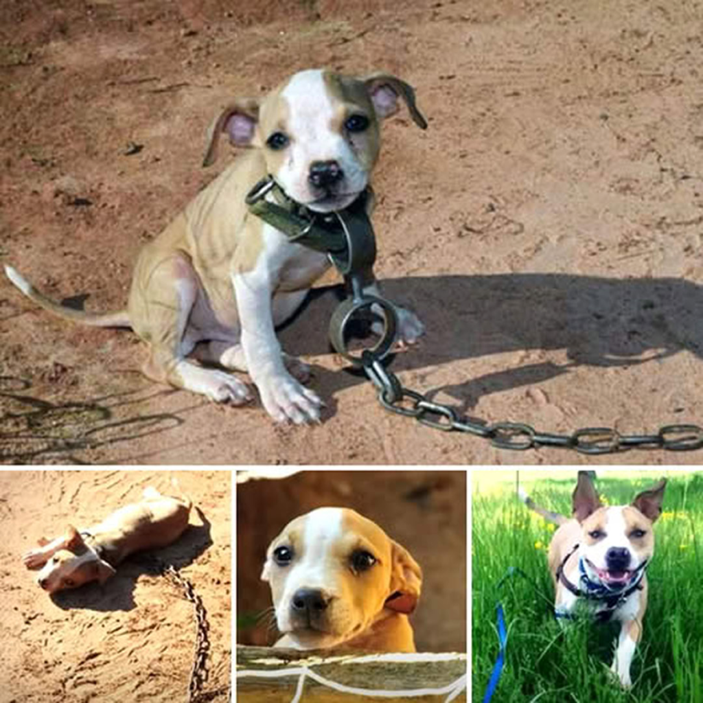 He spent every day fearing the worst! What they intended for this helpless puppy left everyone in disbelief-pvth