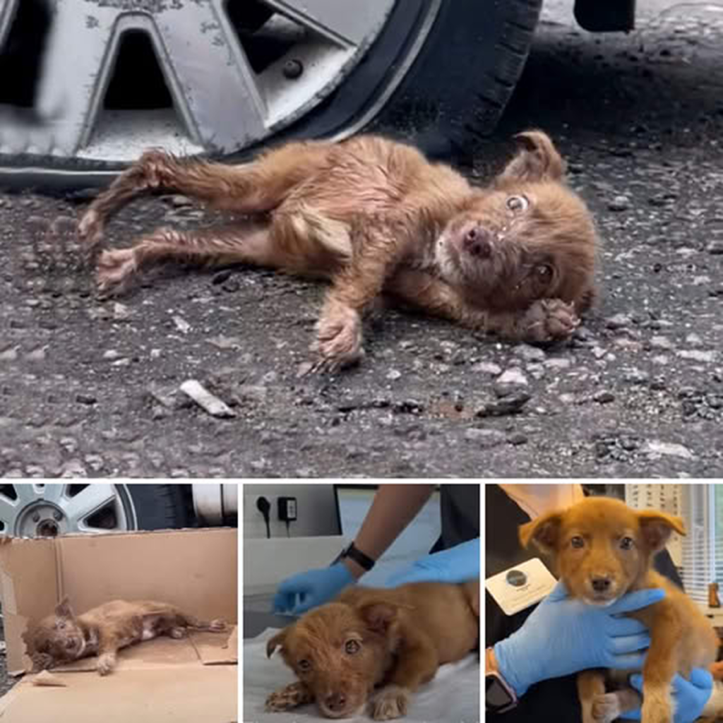 Heartbreaking! Under the scorching 40-degree Celsius sun, the little dog's spirit began to fade, losing faith in a life full of hope.dvh