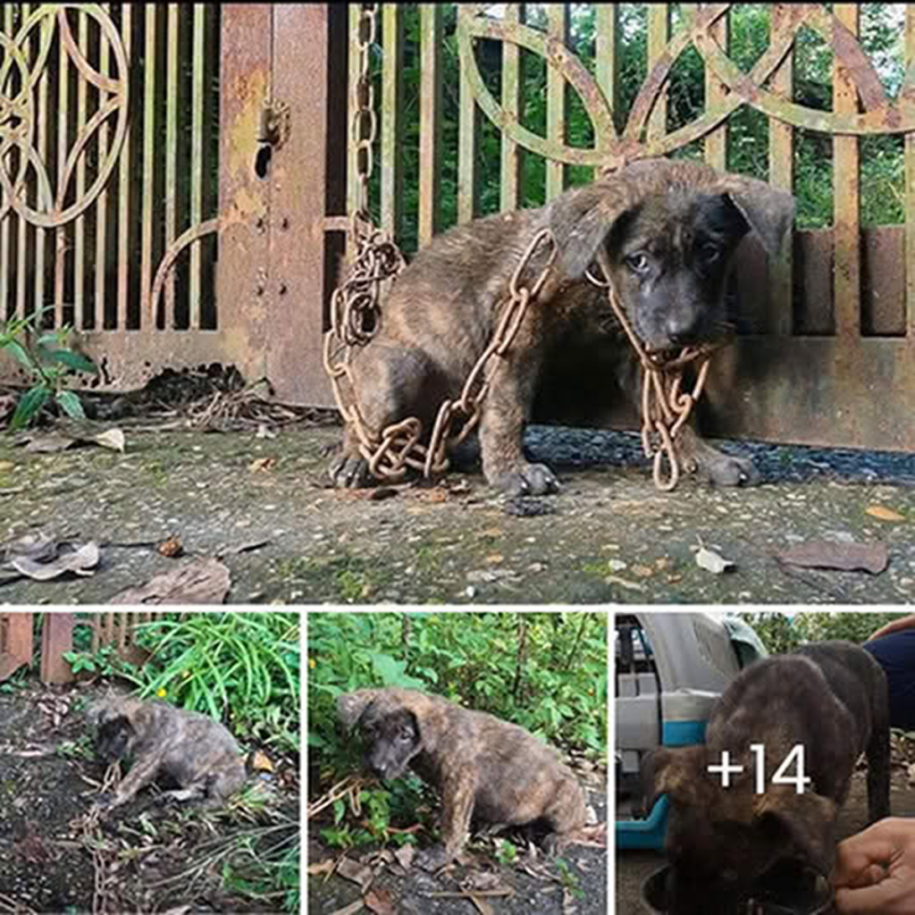 Heartbreaking cry of a puppy chained to a rusty door; its sadness moves everyone.dvh