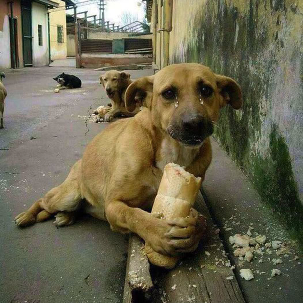 Heartwarming Moment: Starving Homeless Dog Delighted by Bread Gift, Touches Millionsa . -dtht