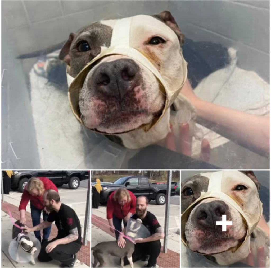 Injured and alone after her owner's passing, a lost dog is finally reunited with familiar faces years later -ltbl