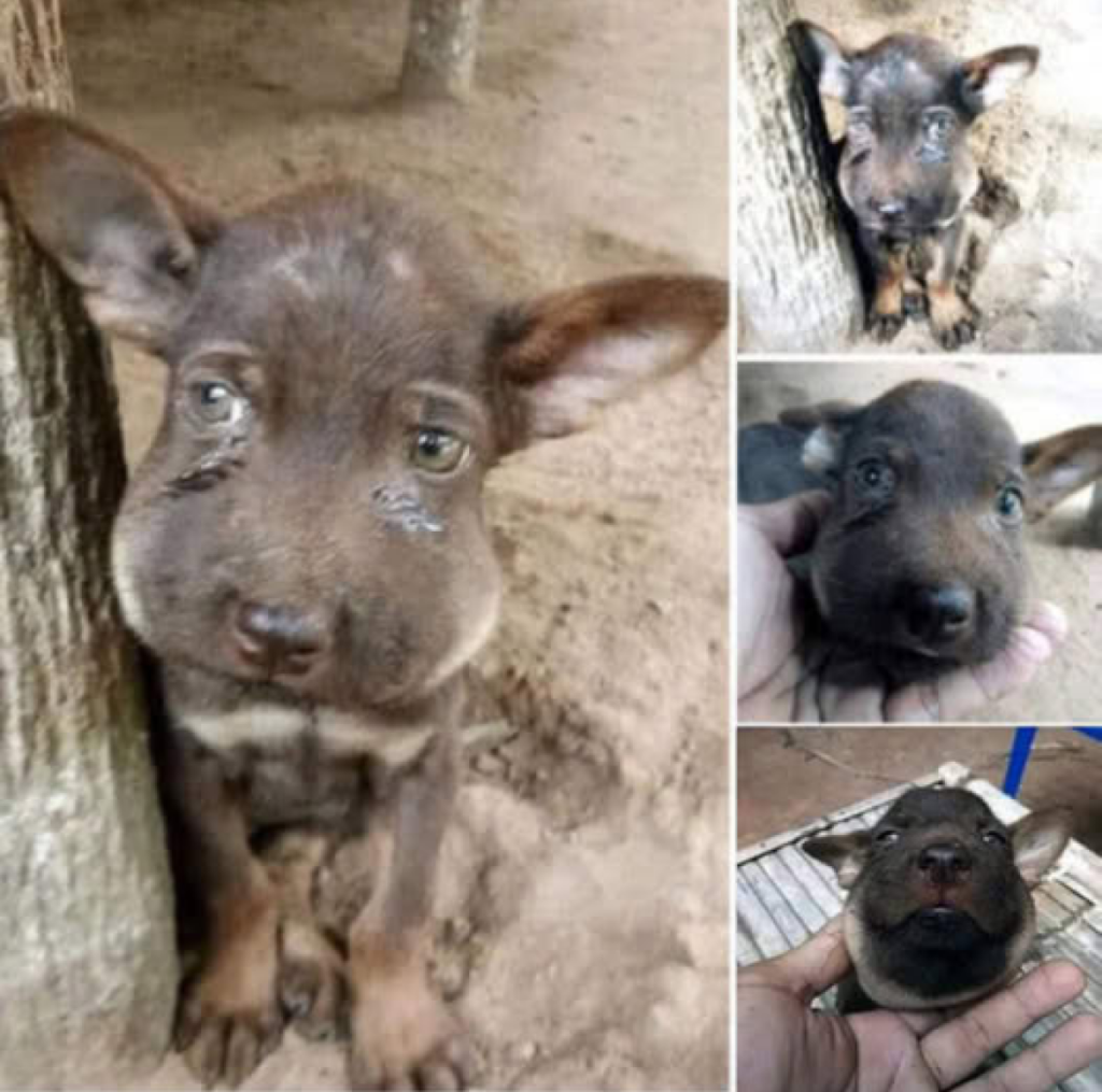 Introducing the fearless little pup who had an unfortunate run-in with a bee, ending up adorably puffy but perfectly fine, all thanks to a swift and smart rescue! Want to know more about the heroic save? -ltbl