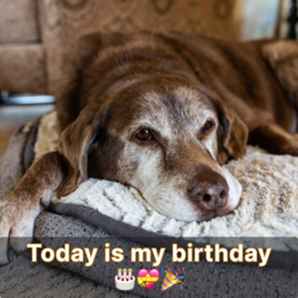 It’s my birthday, yet with no messages or wishes, I feel like I've been forgotten by the world. -dtht
