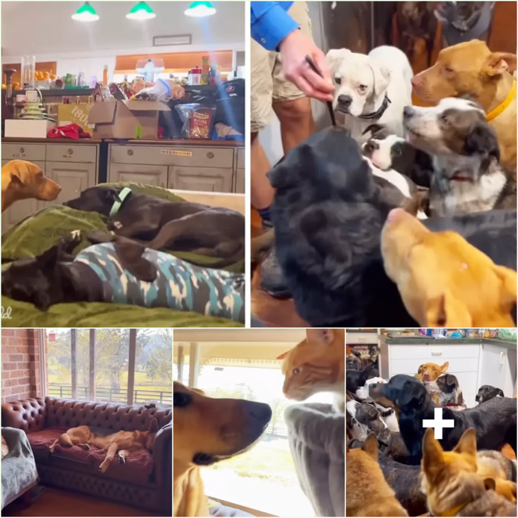 Large dogs revel in the warmth of family love and the joy of unexpected surprises-pvth