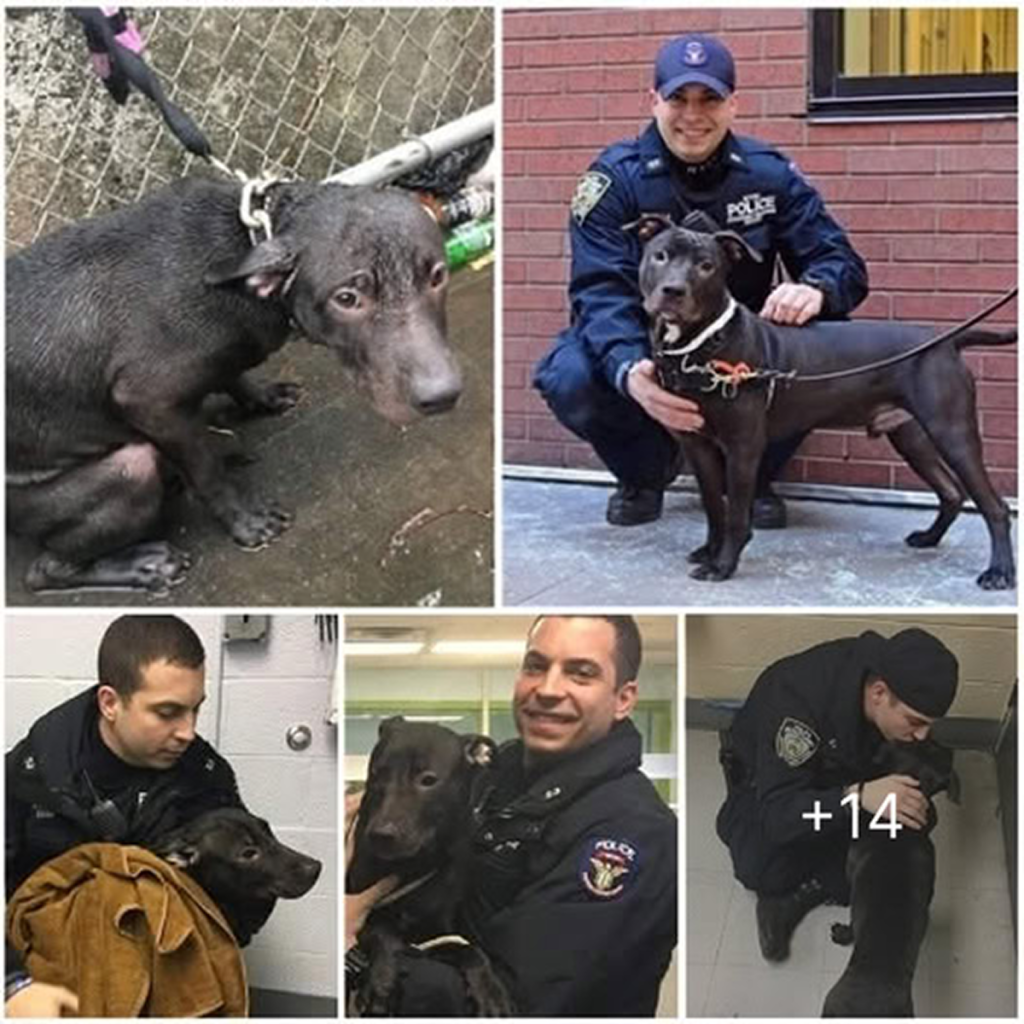 Left stranded in the pouring rain, a helpless dog’s fate changes when a kind-hearted police officer steps in -dtht