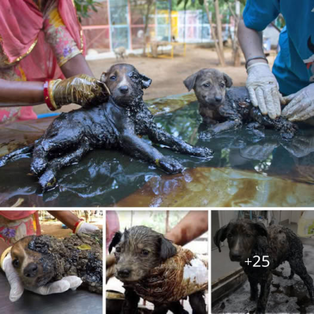 Let's help this puppy trapped in the tar!dvh