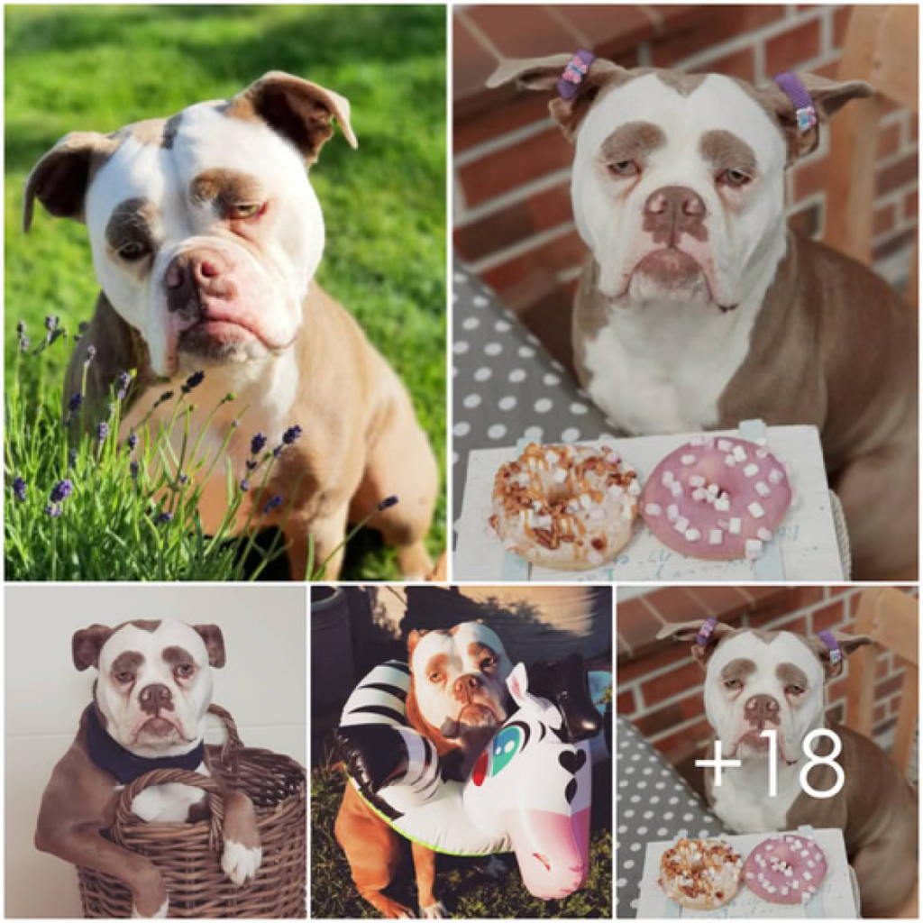Meet Madame Eyebrows, the dog with the world's saddest expression, whose sorrowful face makes it look like nothing could ever lift her spirits -ltb