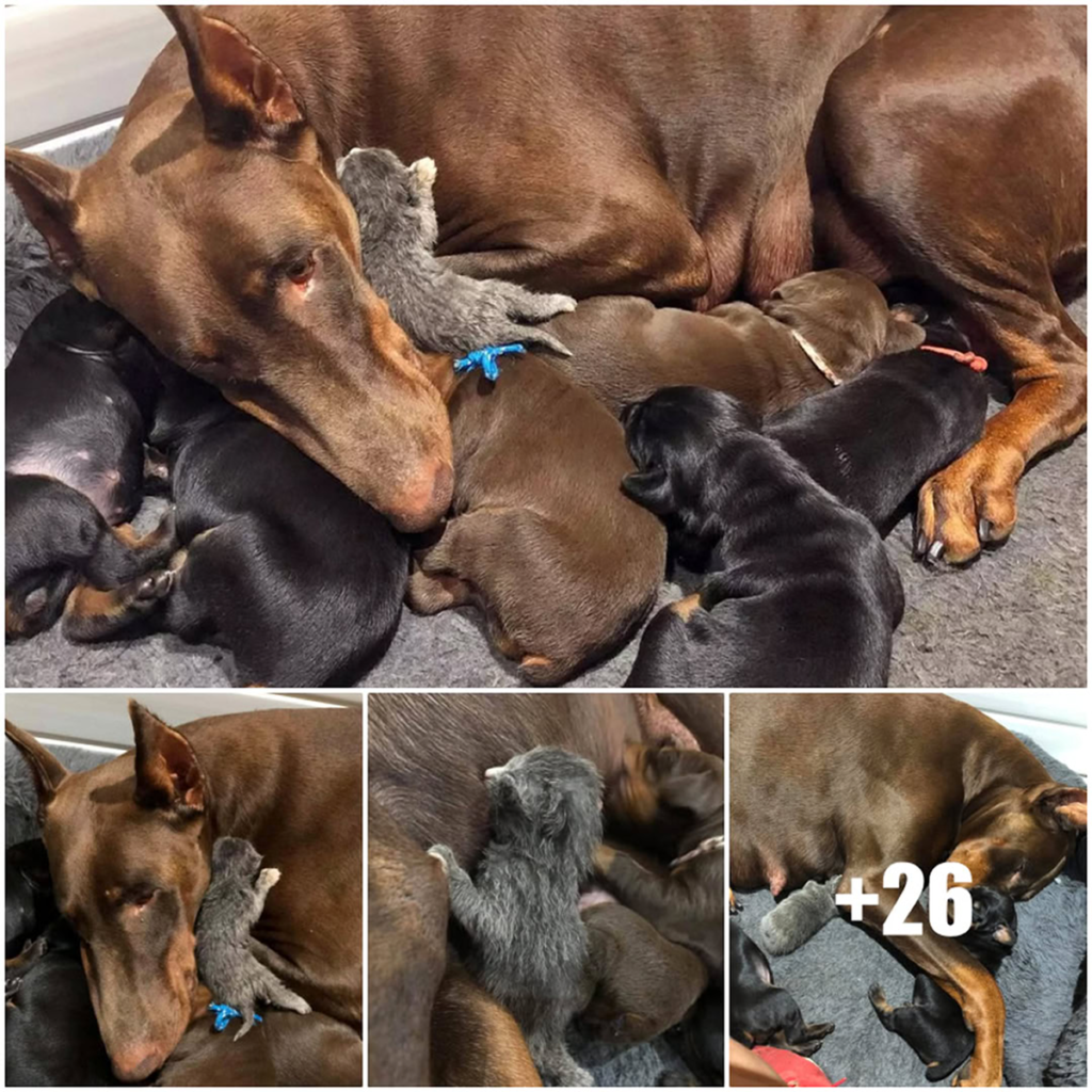 Meet Ruby, the gentle Doberman Pinscher who lovingly adopts a helpless newborn kitten, nurturing her as if she were her own-pvth