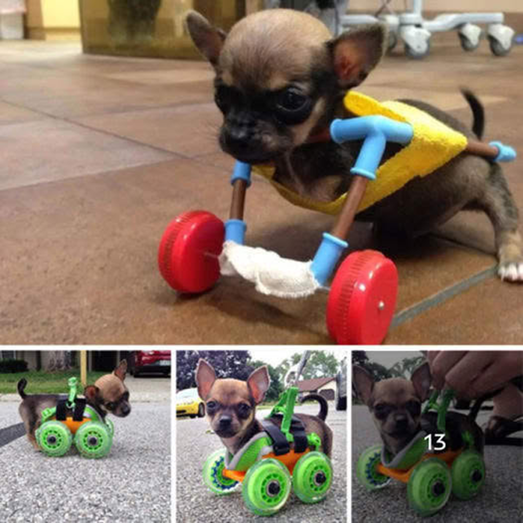 Meet the adorable two-legged puppy who found happiness and love with his young and caring owner.dvh
