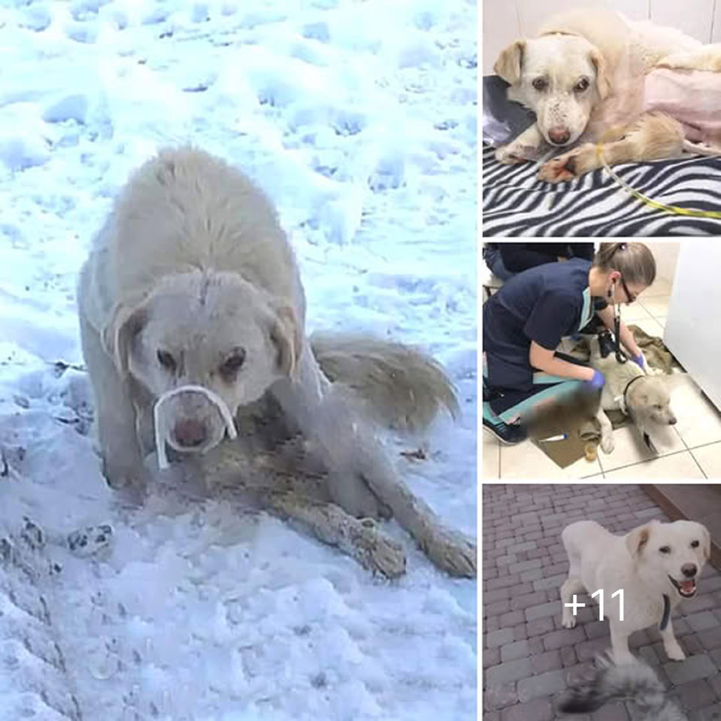 My heart shattered as I spotted this helpless dog—frail, trembling, and buried beneath a thick blanket of freezing snow-pvth