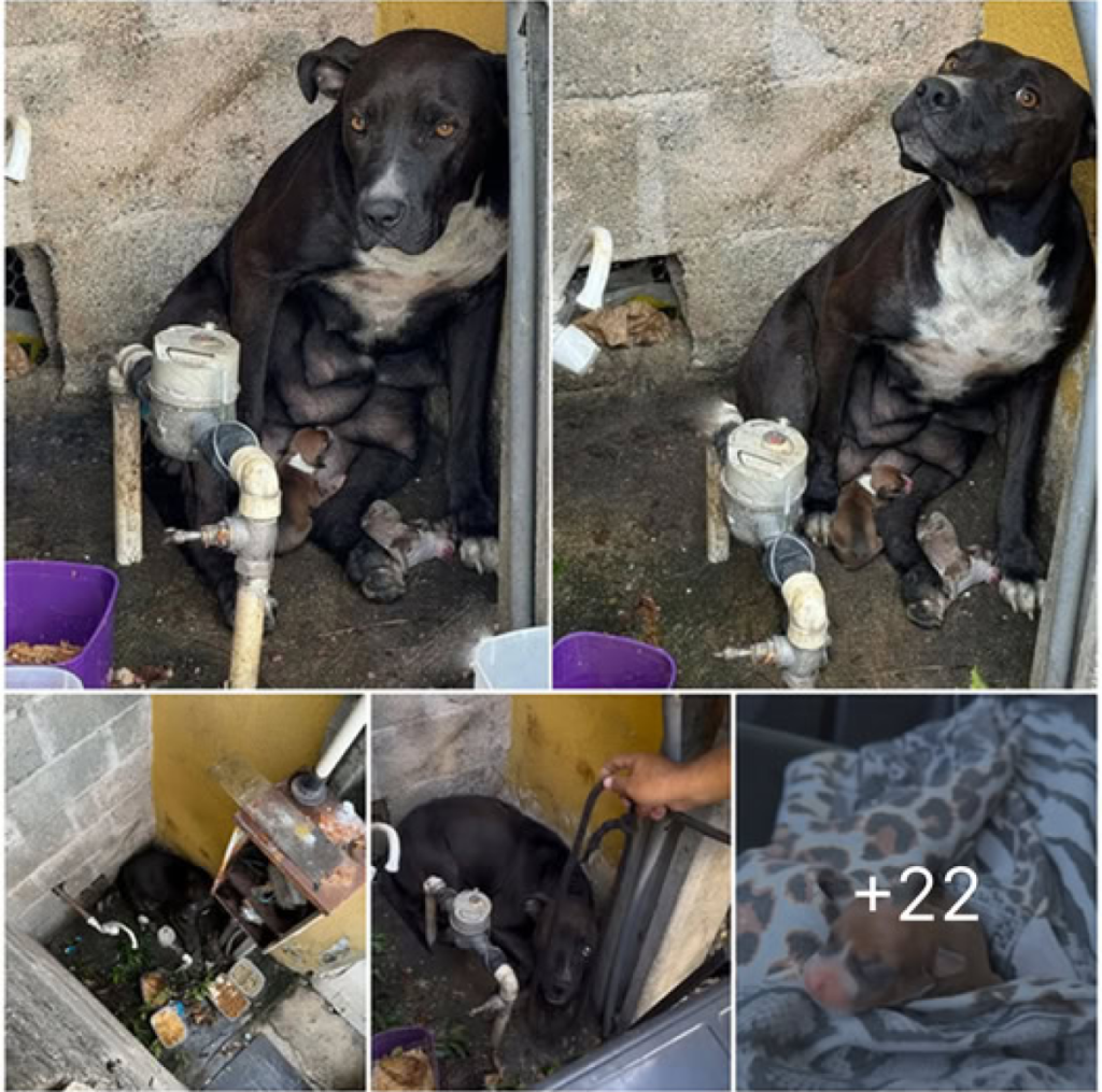 Neglected and Forsaken, a Dog Brings Her Puppies into the World Amidst the Pouring Rain -ltbl