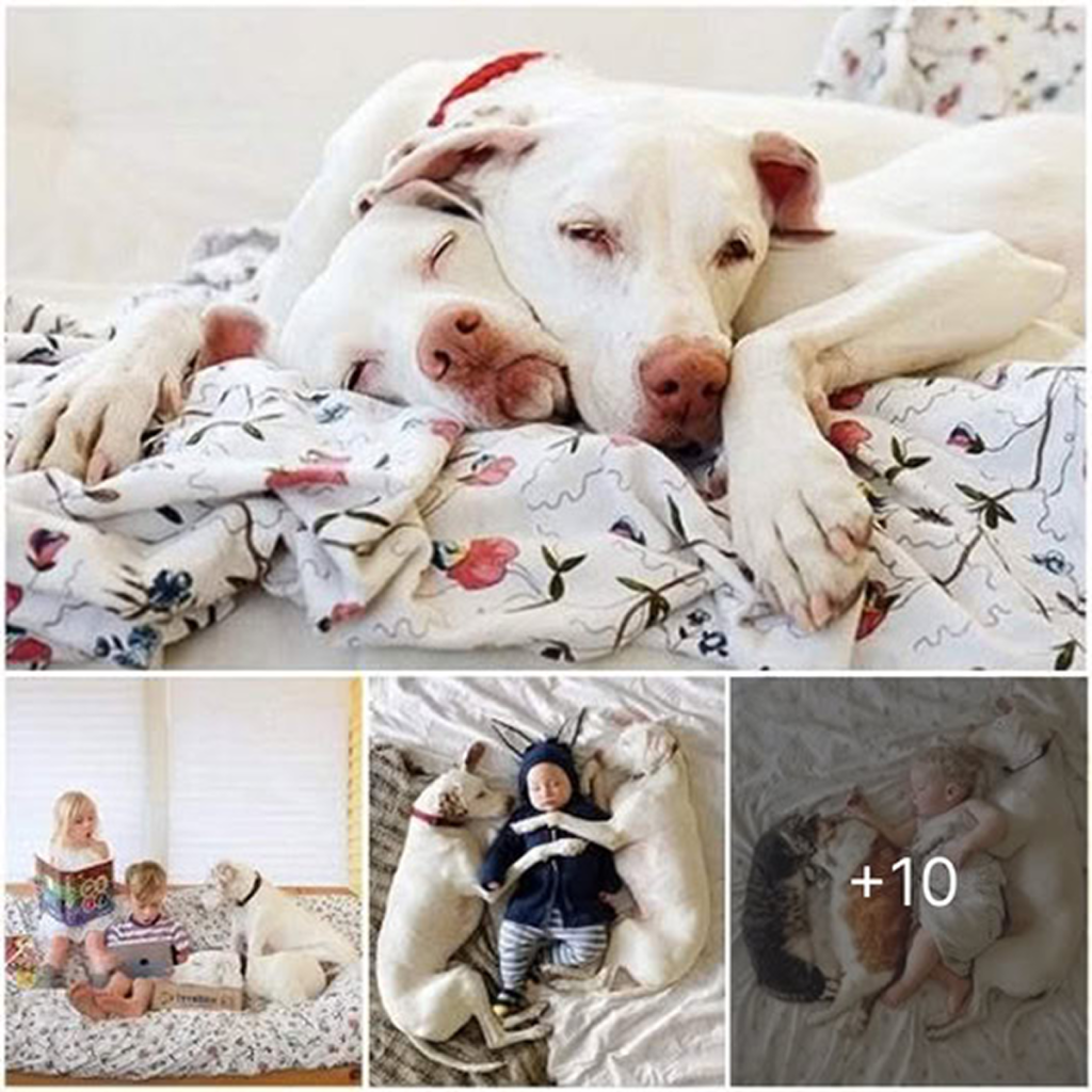 Once a victim of cruelty, this dog finally got a second chance at happiness, thanks to a kind-hearted child who showed him the love he had always deserved.dvh