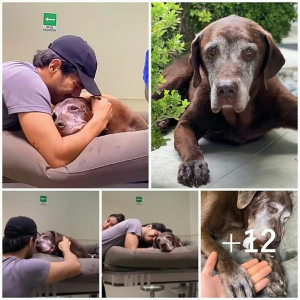 Overcome with sorrow, a man falls to his knees as his loyal senior dog takes its final breath, marking the heartbreaking end of a lifelong friendship-pvth