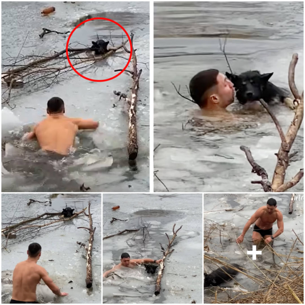 Plunging into icy waters to save a trapped dog is a true act of bravery and profound compassion-pvth