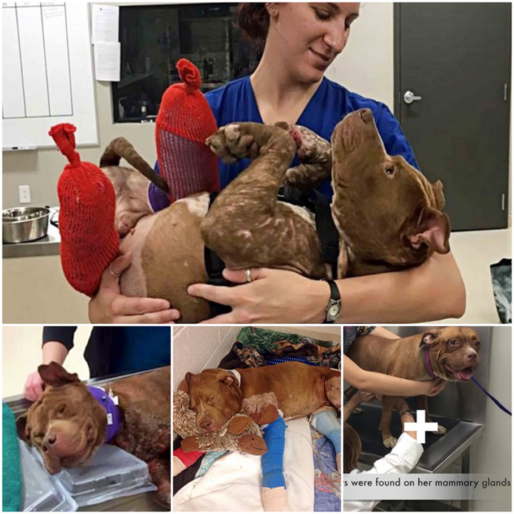 Rescued from the brutal world of dog fighting, a wounded puppy experiences the comfort of his first warm bath-pvth