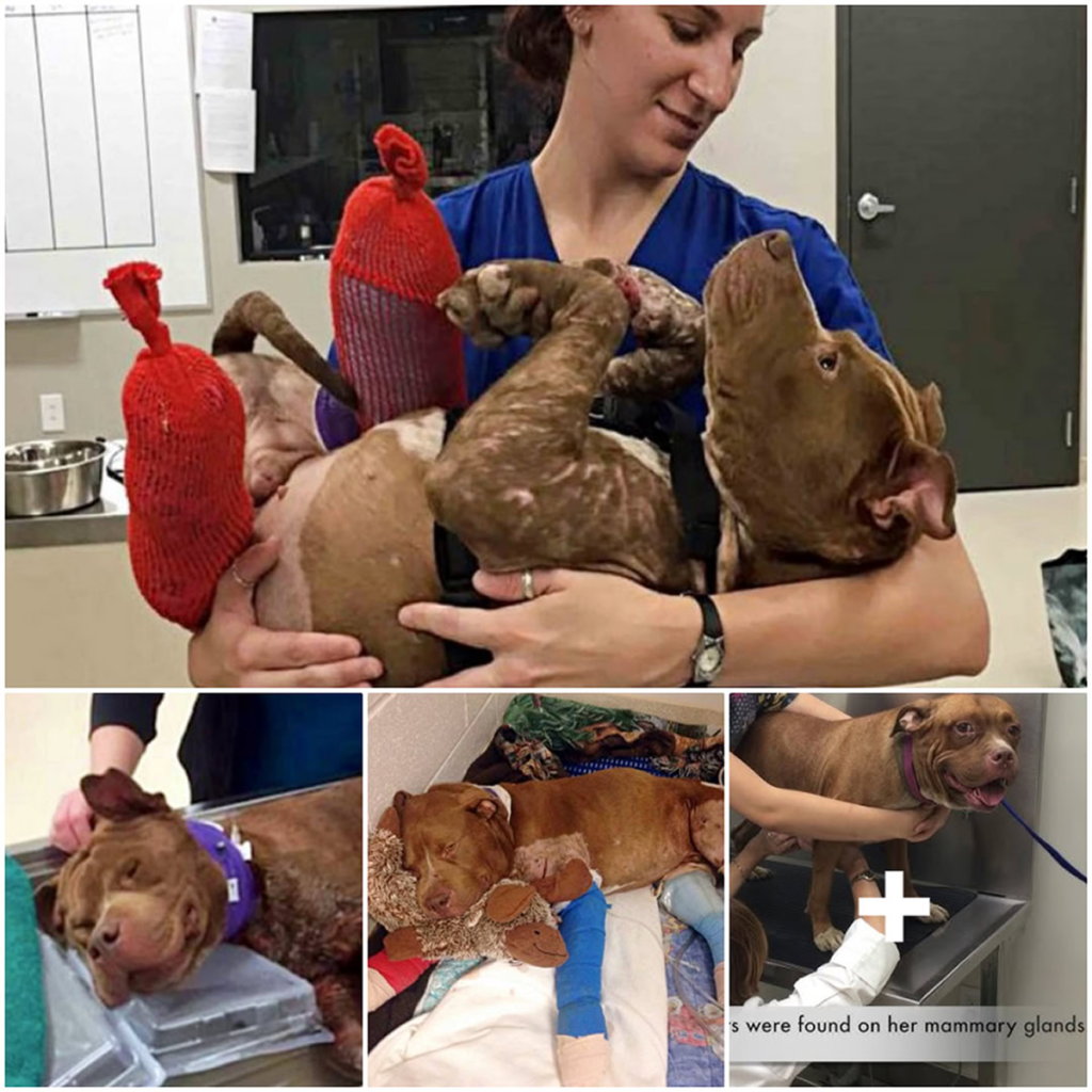 Saved from the horrors of dog fighting, an injured puppy enjoys his first soothing warm bath-pvth