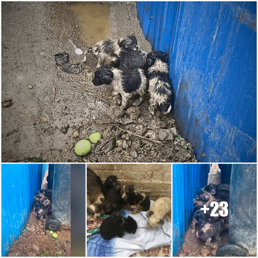 Shivering puppies hold on to hope by a garbage bin.dvh