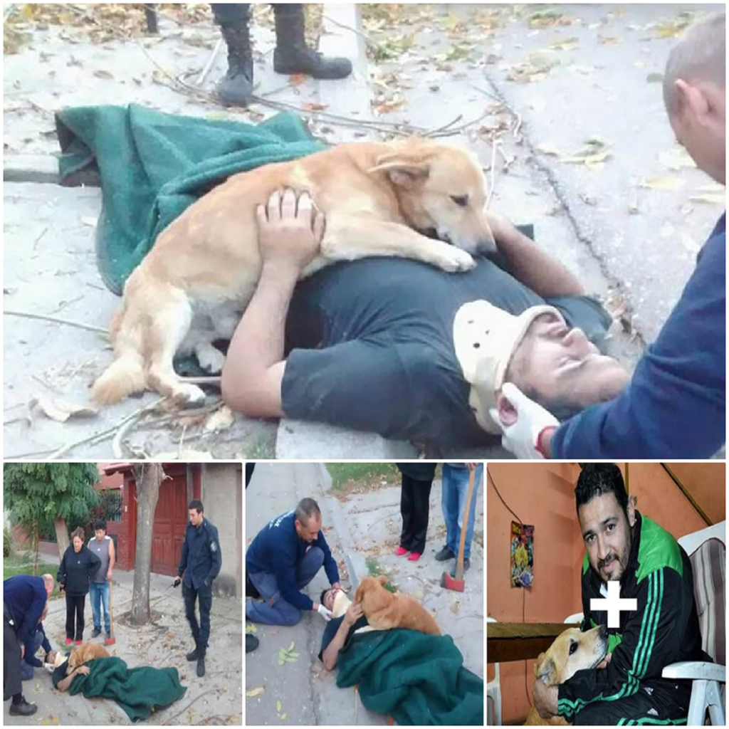 The Courageous Dog Who Stayed by His Injured Owner’s Side-pvth
