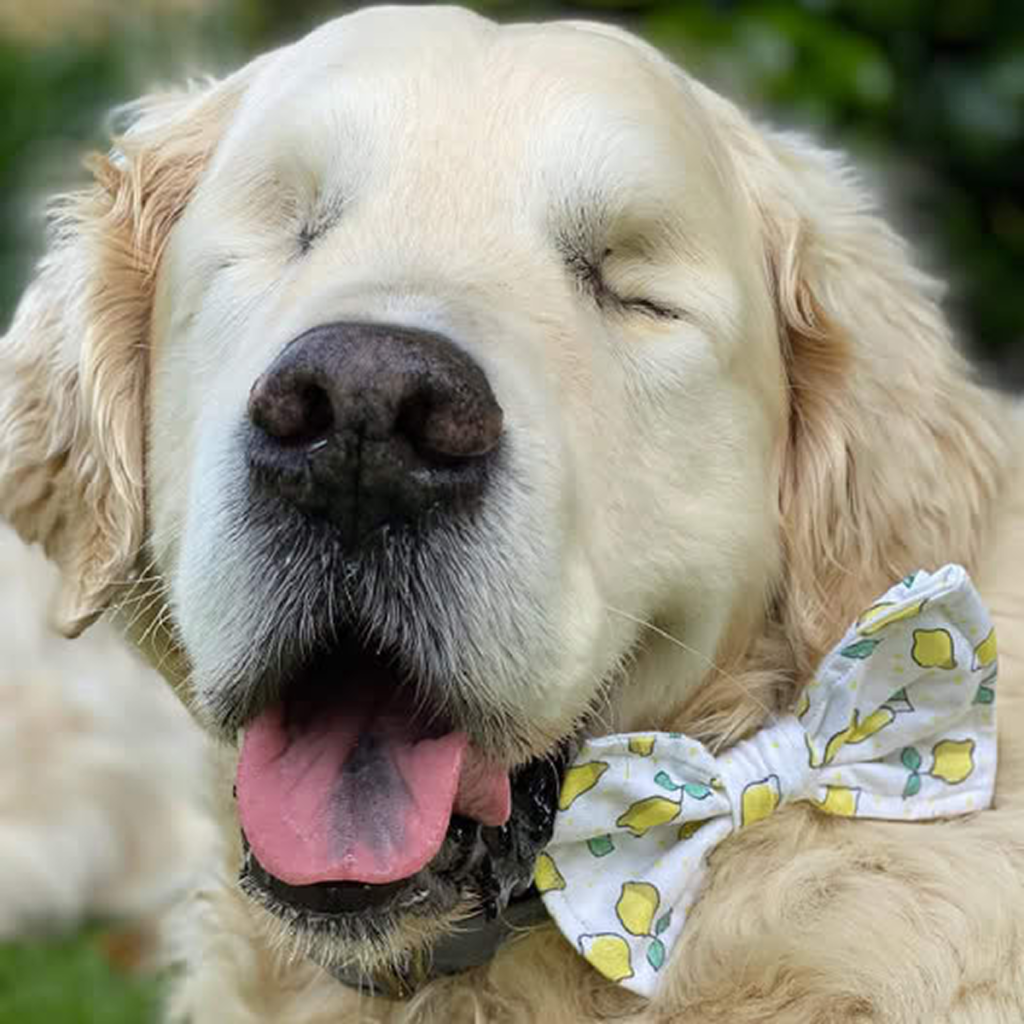 The Golden Retriever with a Heart of Gold on His Birthday.dvh