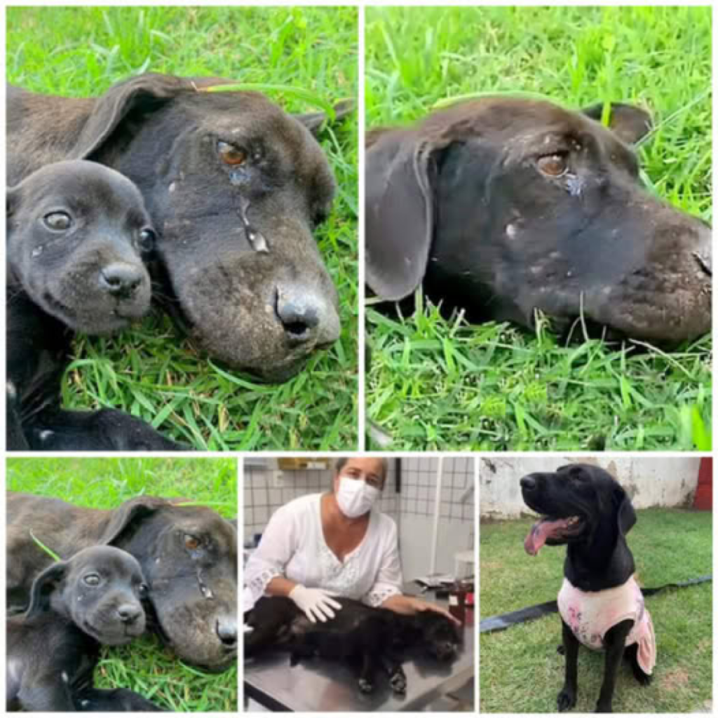 The Heartbreaking Tale of a Starving Dog Struggling to Protect and Care for Her Precious Puppy -ltbl