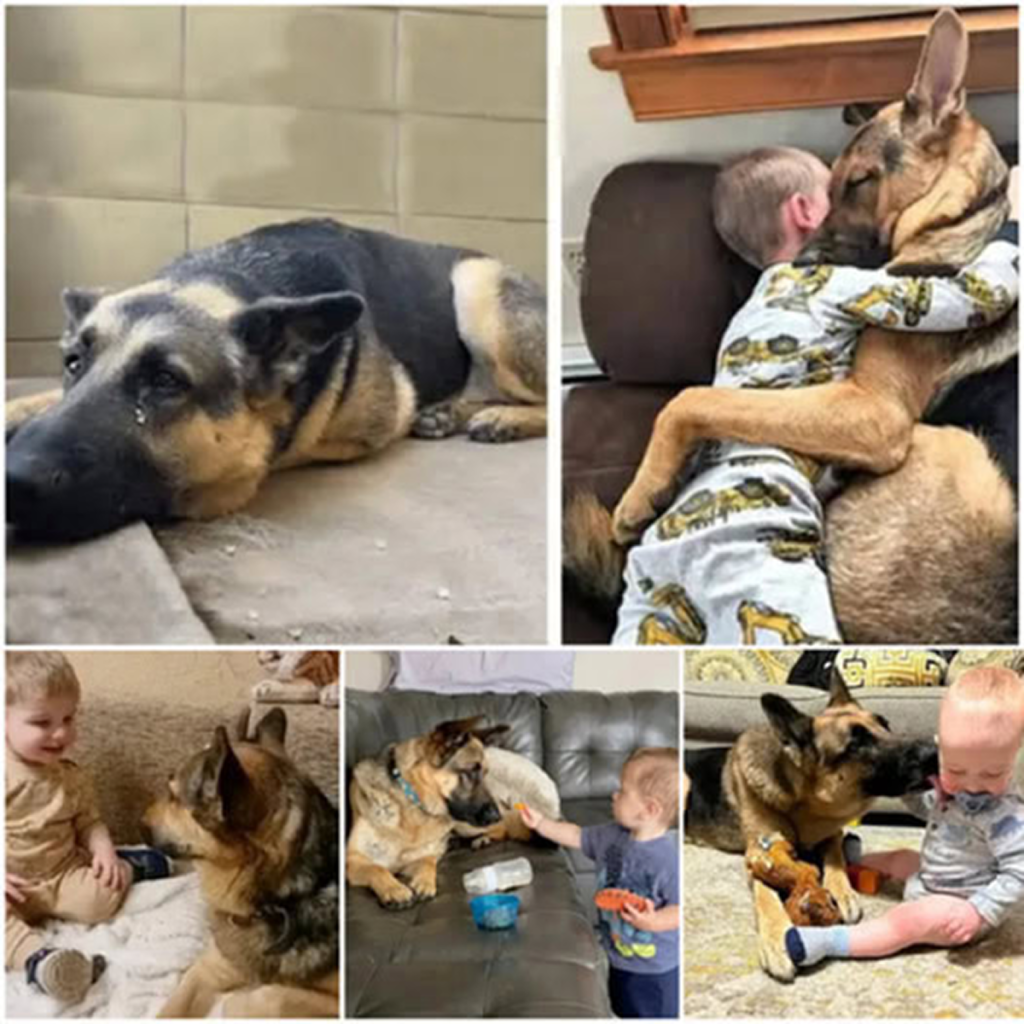 The Inspiring Tale of a Rescued Dog Embraced by a Loving Family. ‎-dtht