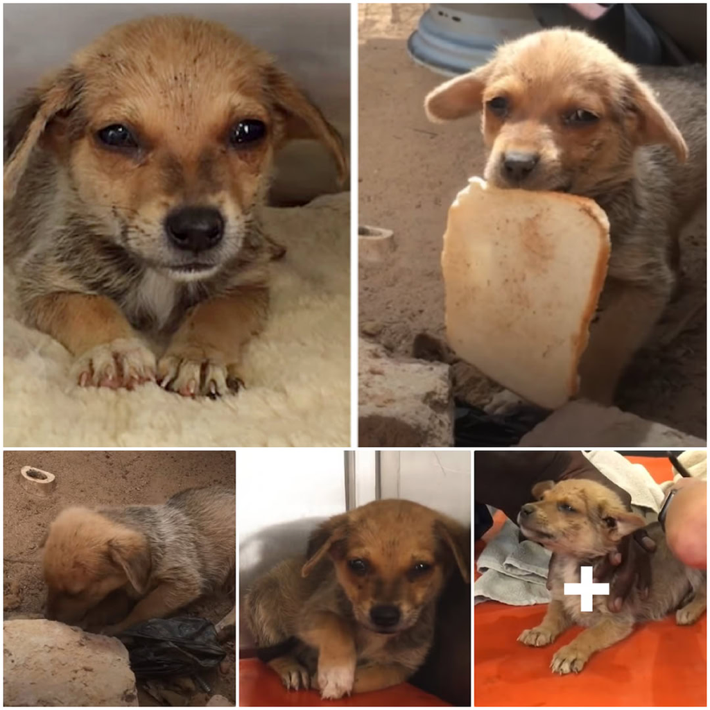 The abandoned puppy, utterly helpless, burst into tears upon receiving a piece of bread, exposing its deep hunger and heartbreaking vulnerability-pvth