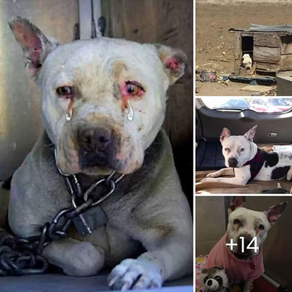 The dog that spent its entire life chained up on an abandoned farm will finally get to be a puppy.dvh