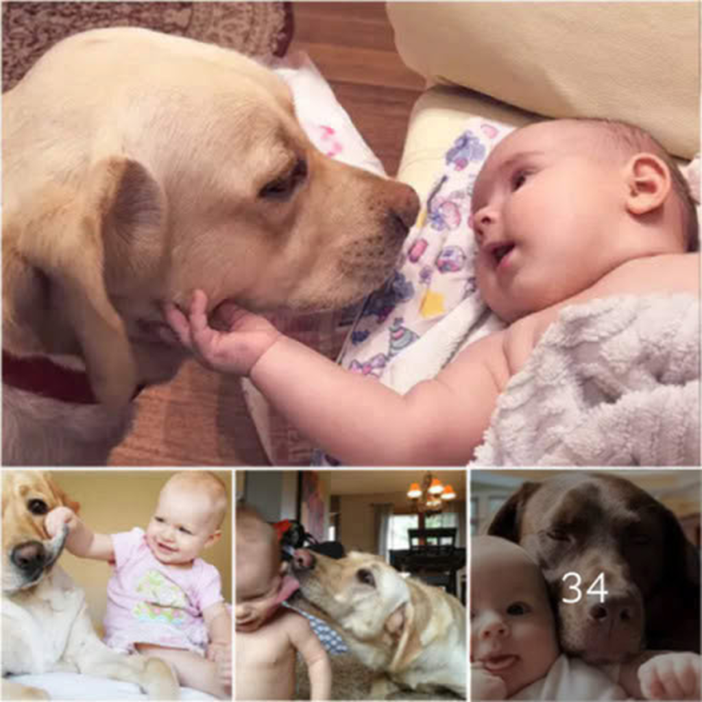 The heartwarming interaction between a newborn baby and a dog during their first meeting has melted the hearts of millions.dvh